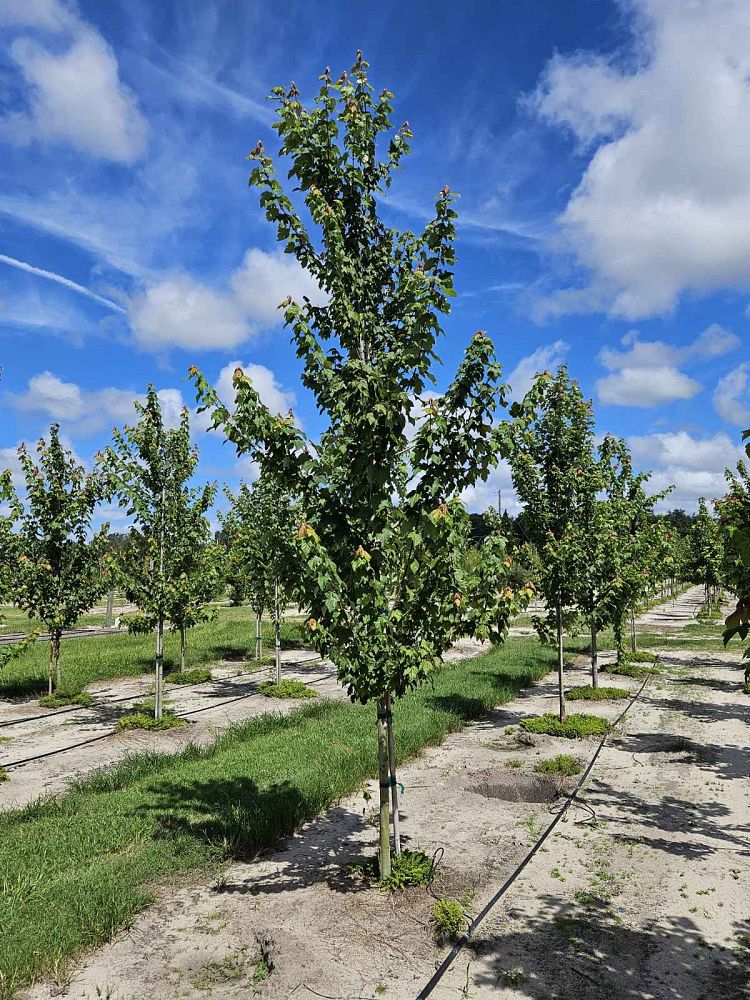 acer-rubrum-red-maple-rufacer-rubrum