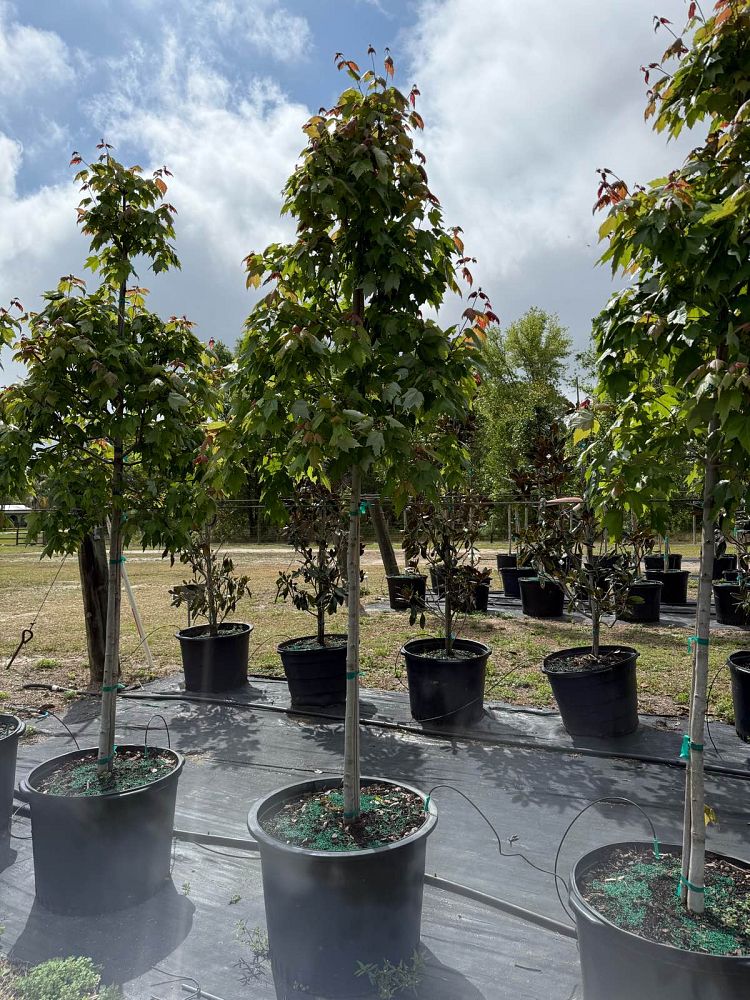 acer-rubrum-red-maple-rufacer-rubrum