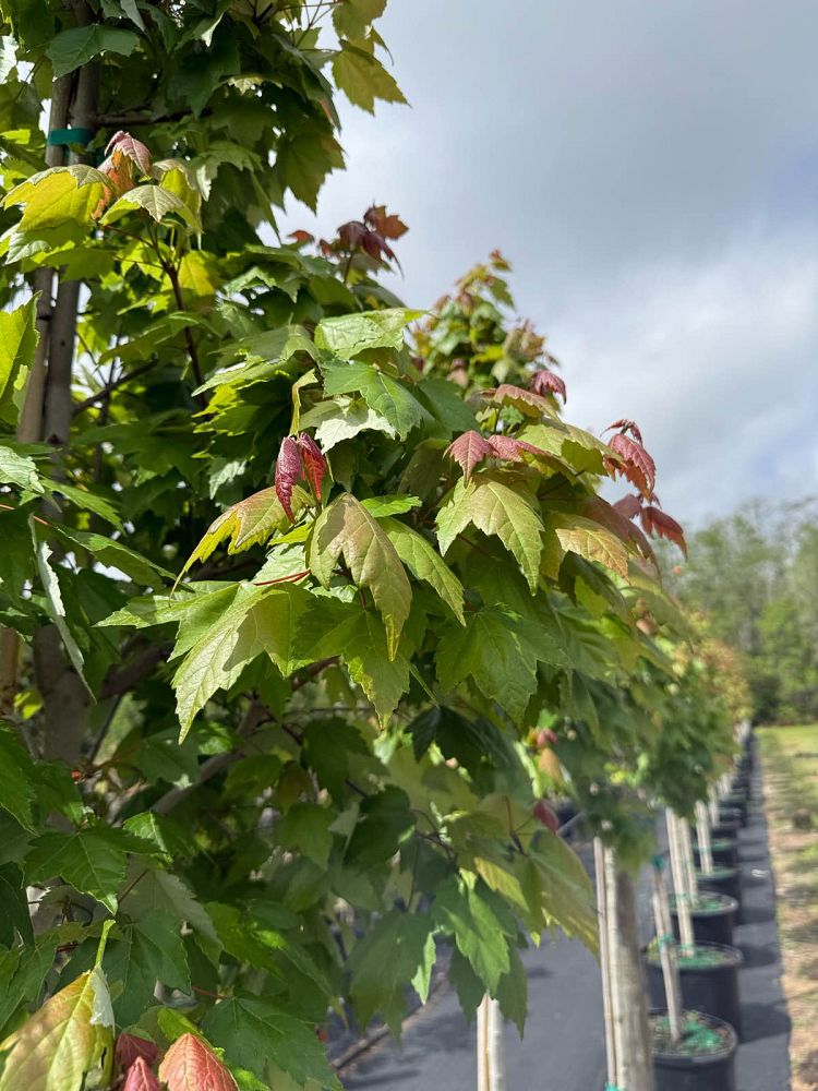 acer-rubrum-red-maple-rufacer-rubrum