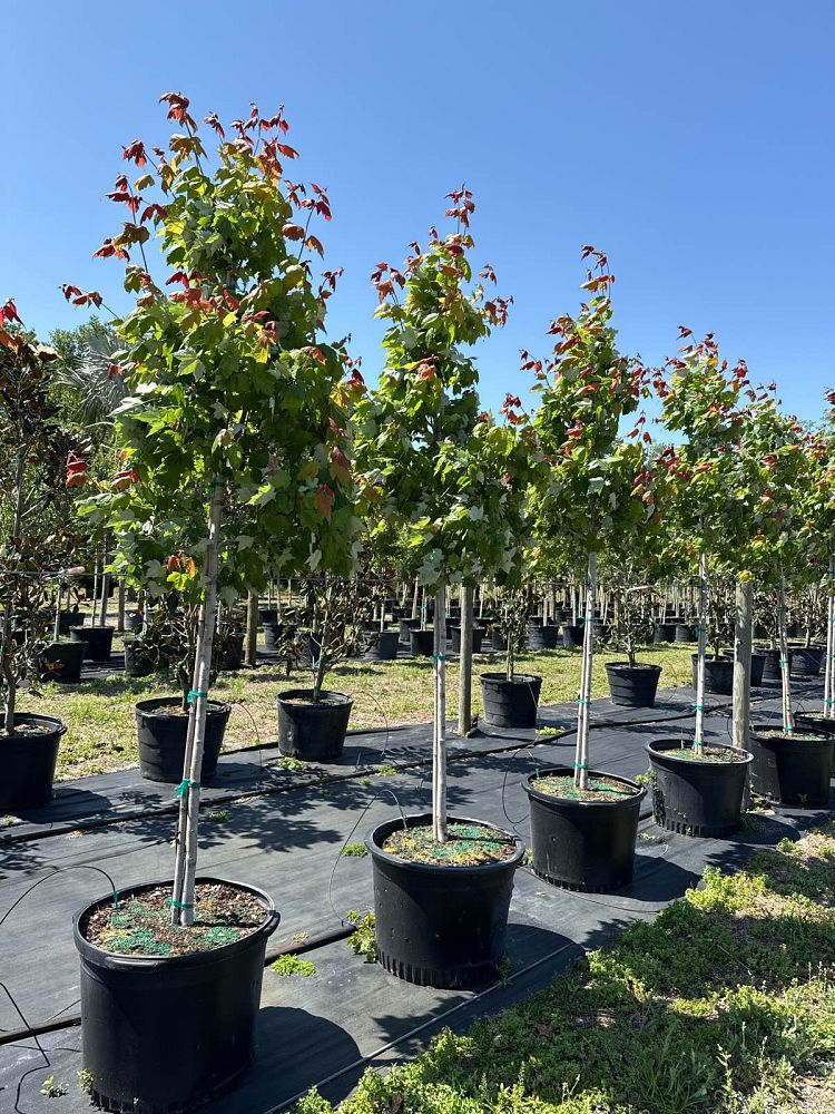 acer-rubrum-red-maple-rufacer-rubrum
