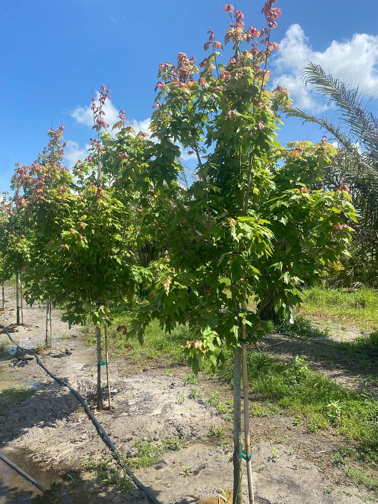 acer-rubrum-red-maple-rufacer-rubrum