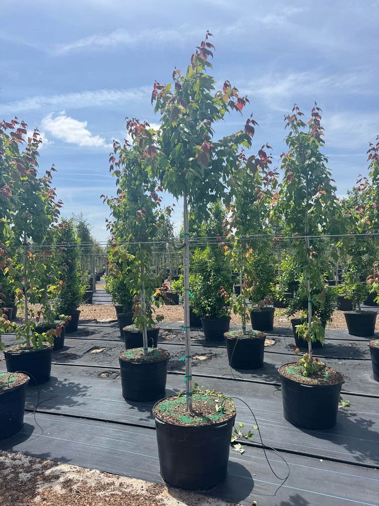acer-rubrum-red-maple-rufacer-rubrum