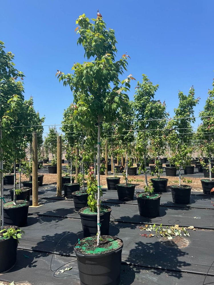 acer-rubrum-red-maple-rufacer-rubrum