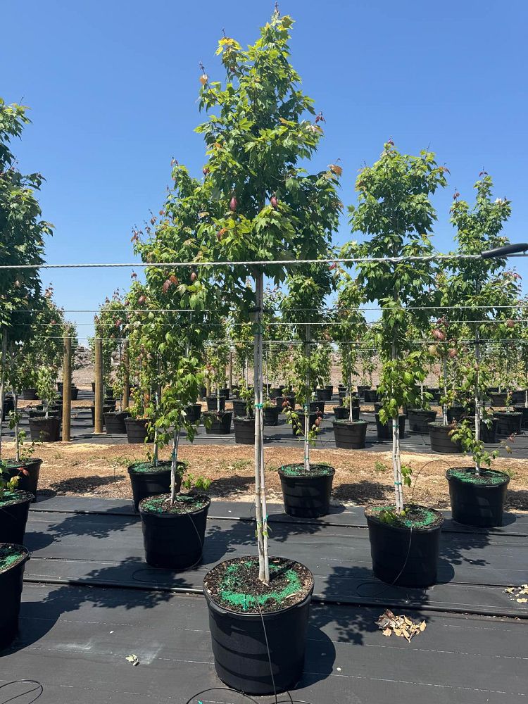 acer-rubrum-red-maple-rufacer-rubrum