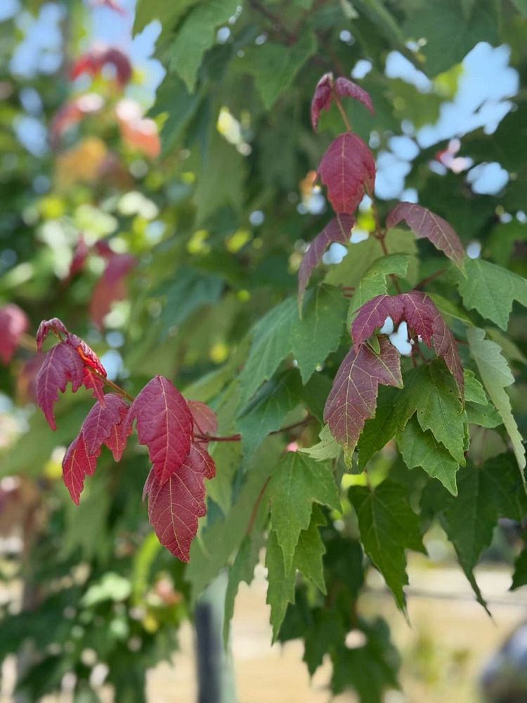 acer-rubrum-red-maple-rufacer-rubrum