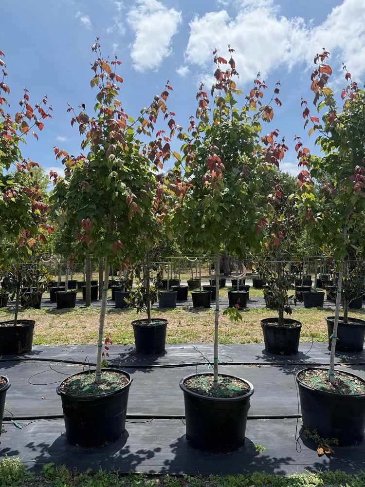 acer-rubrum-red-maple-rufacer-rubrum