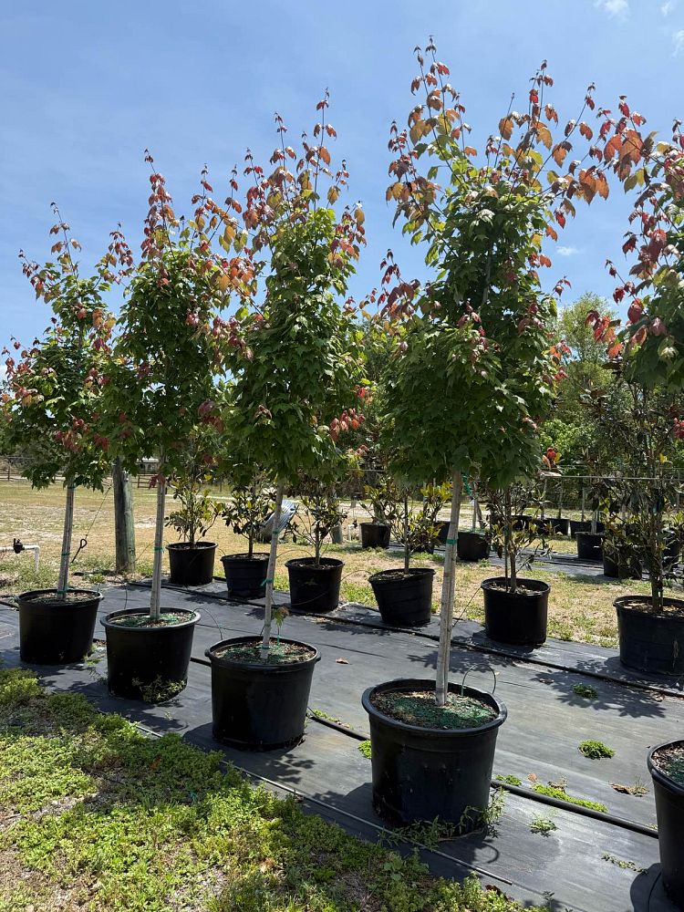 acer-rubrum-red-maple-rufacer-rubrum
