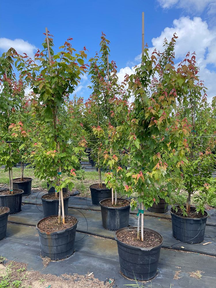 acer-rubrum-red-maple-rufacer-rubrum