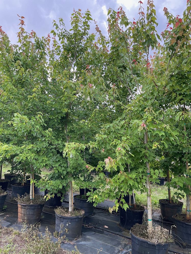 acer-rubrum-red-maple-rufacer-rubrum