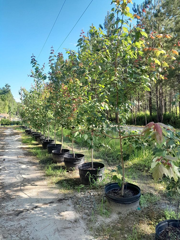 acer-rubrum-red-maple-rufacer-rubrum