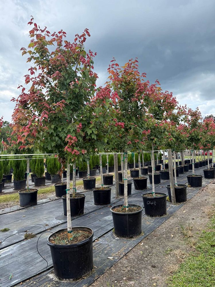 acer-rubrum-red-maple-rufacer-rubrum