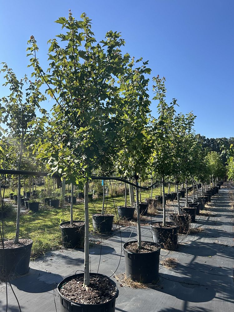 acer-rubrum-red-maple-rufacer-rubrum