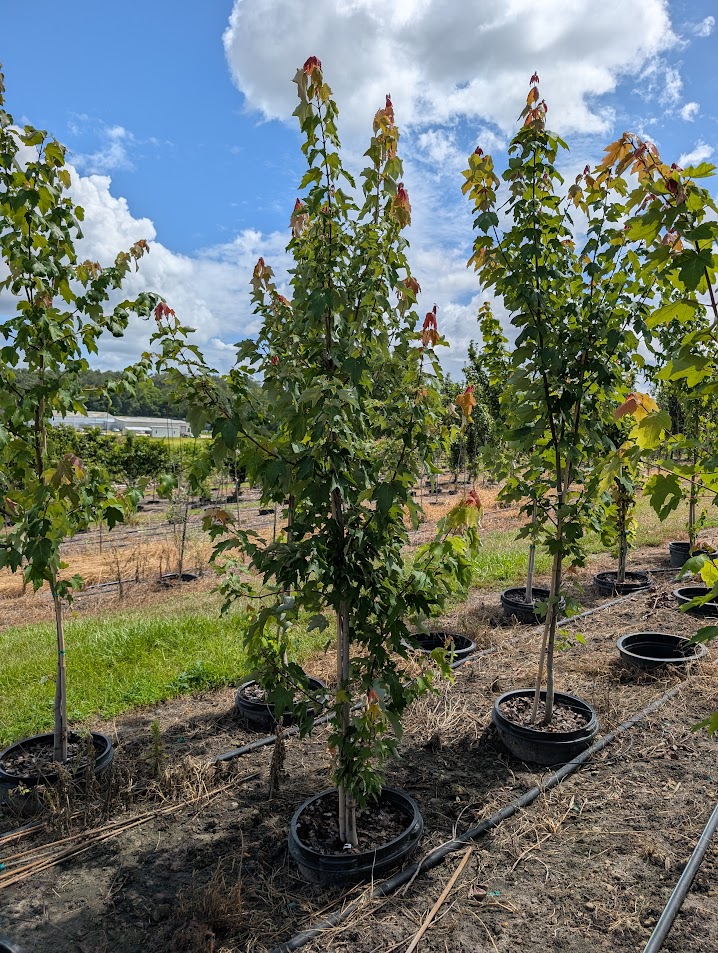 acer-rubrum-red-maple-rufacer-rubrum