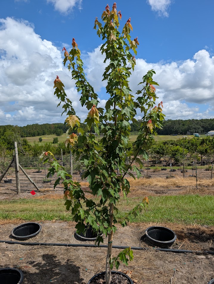 acer-rubrum-red-maple-rufacer-rubrum