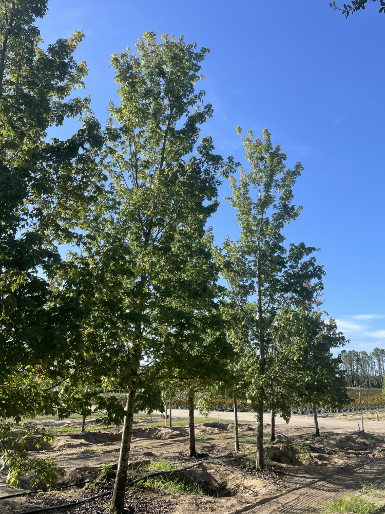 acer-rubrum-red-maple-rufacer-rubrum