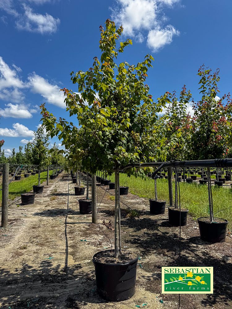 acer-rubrum-red-maple-rufacer-rubrum