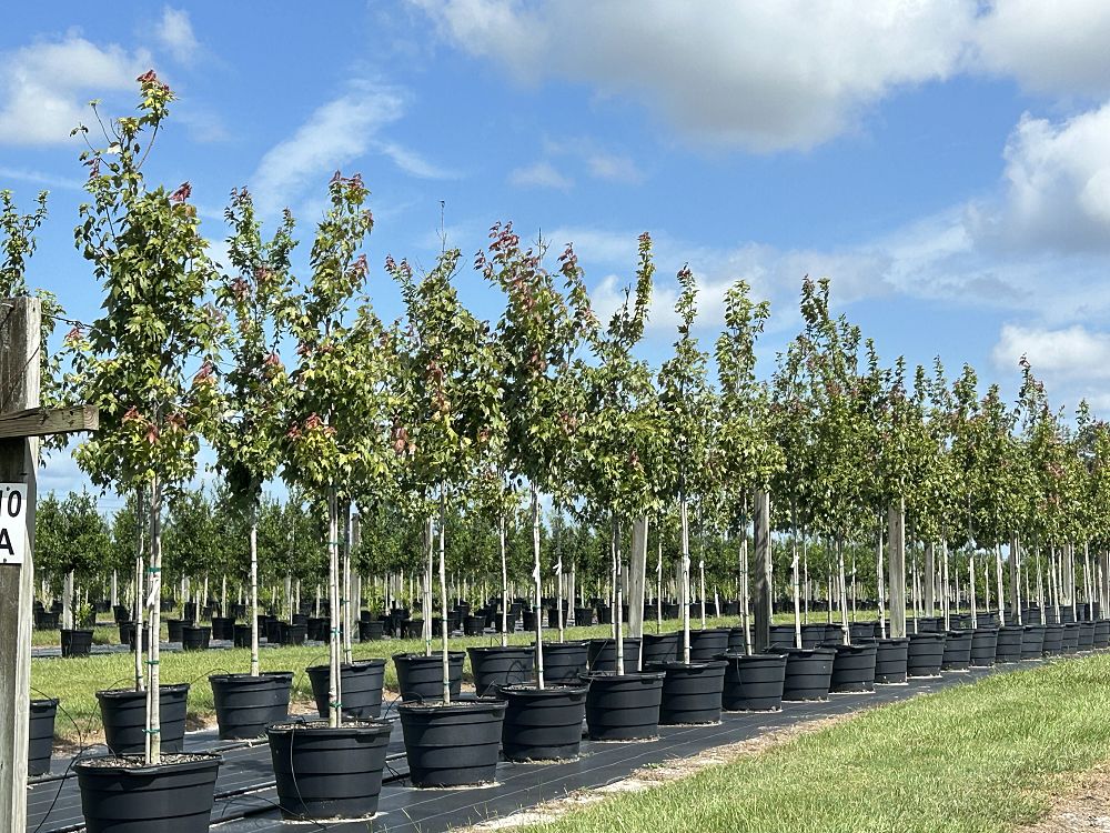 acer-rubrum-red-maple-rufacer-rubrum