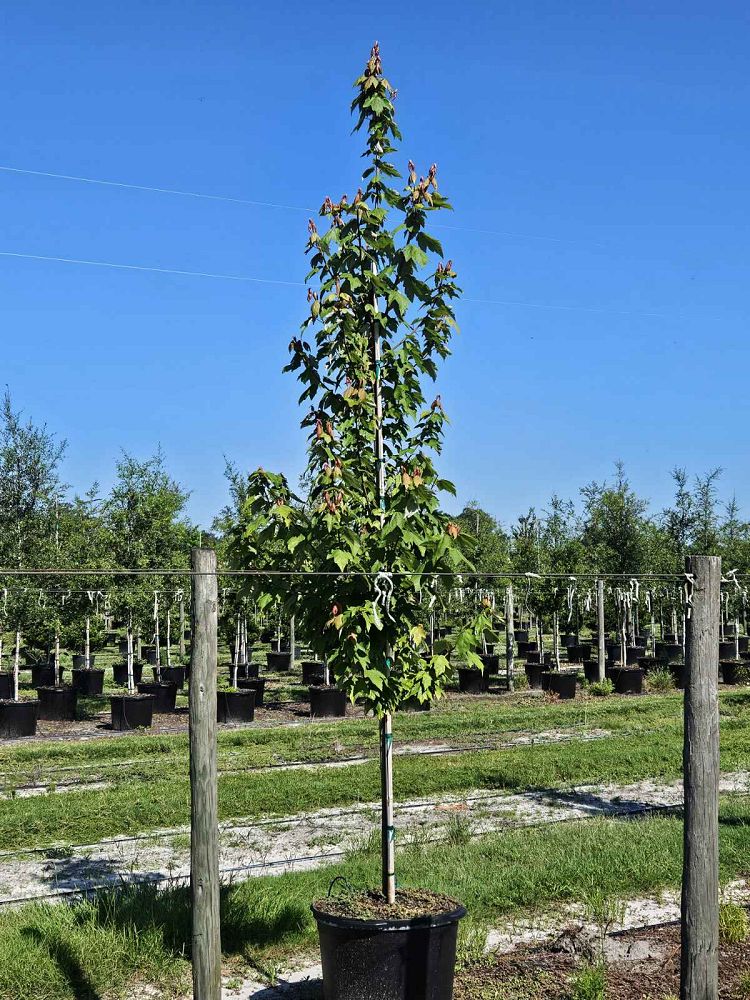 acer-rubrum-red-maple-rufacer-rubrum