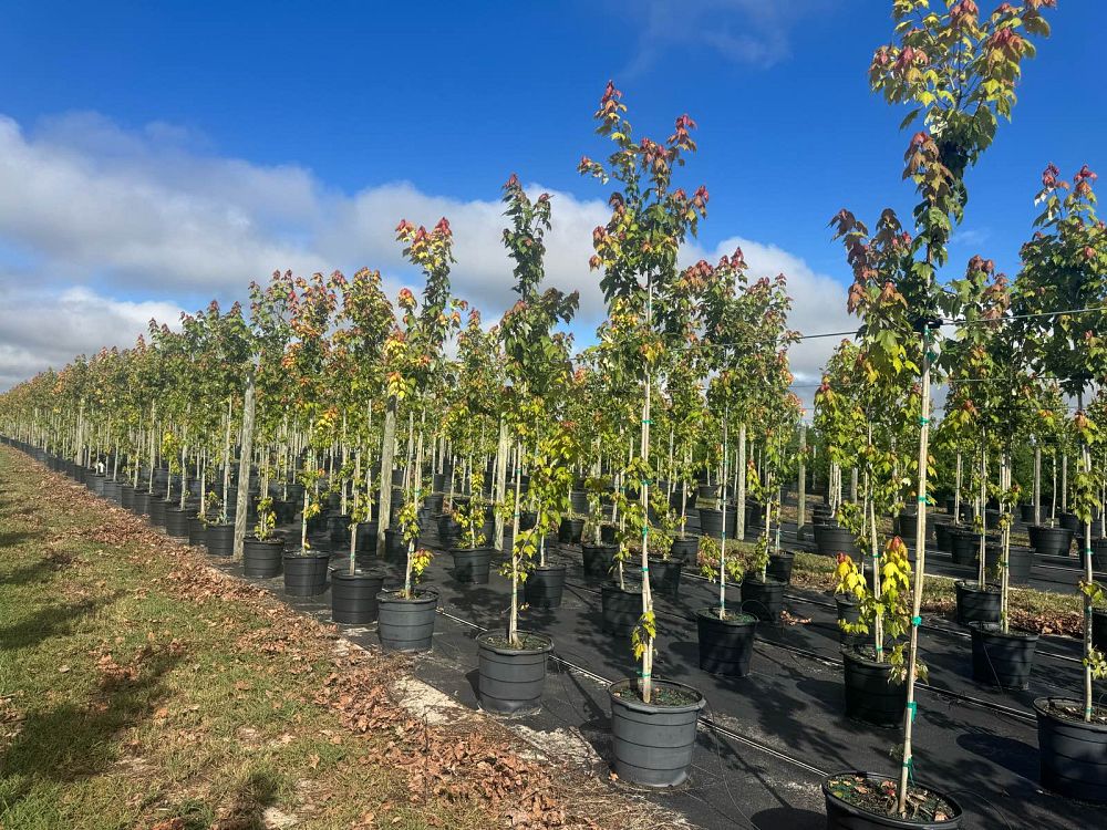 acer-rubrum-red-maple-rufacer-rubrum