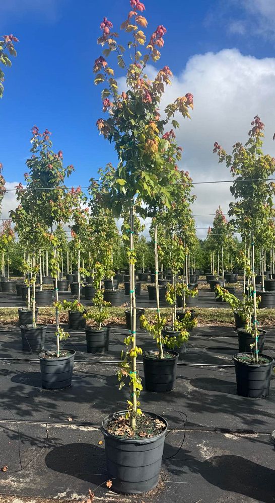 acer-rubrum-red-maple-rufacer-rubrum