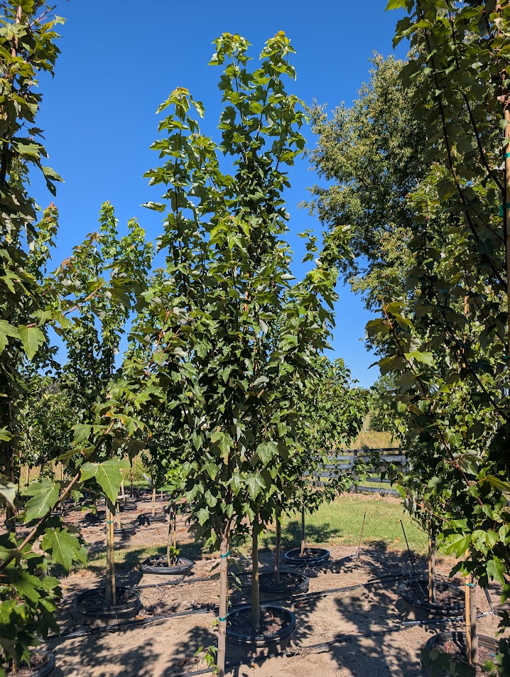 acer-rubrum-red-maple-rufacer-rubrum