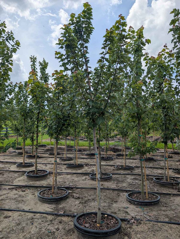 acer-rubrum-red-maple-rufacer-rubrum