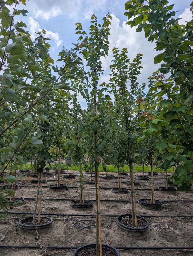 acer-rubrum-red-maple-rufacer-rubrum