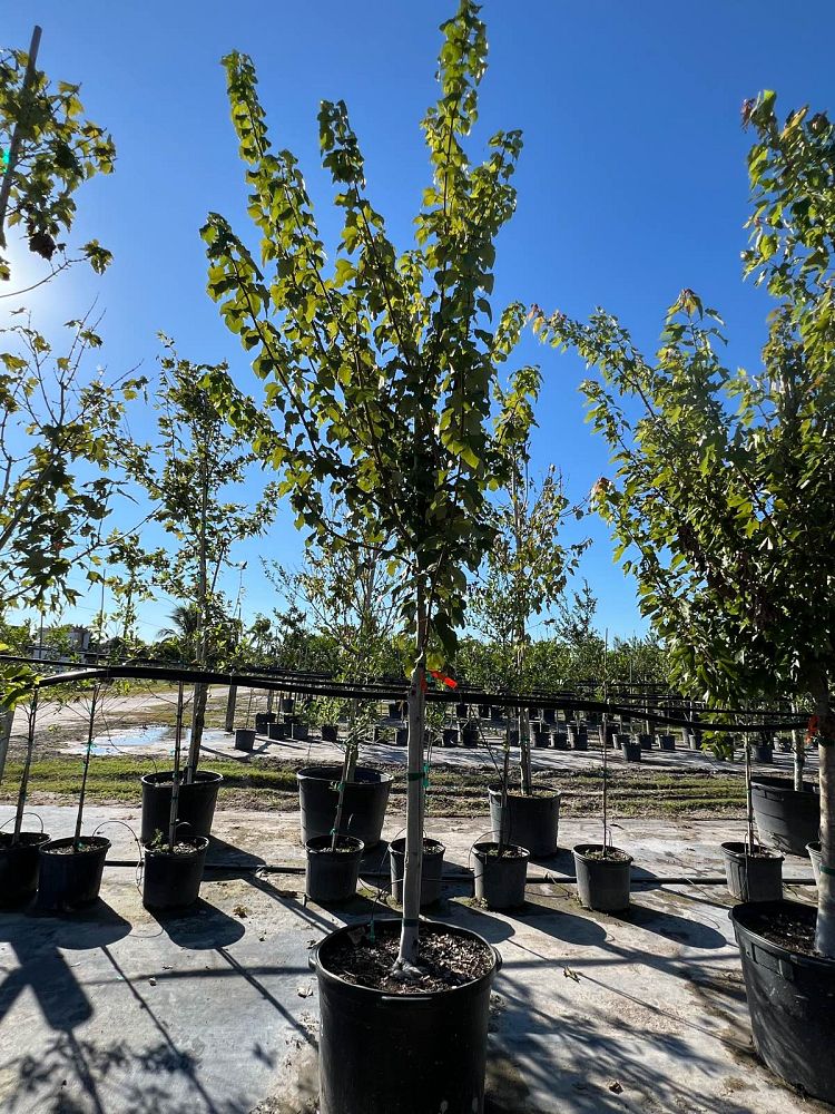 acer-rubrum-red-maple-rufacer-rubrum