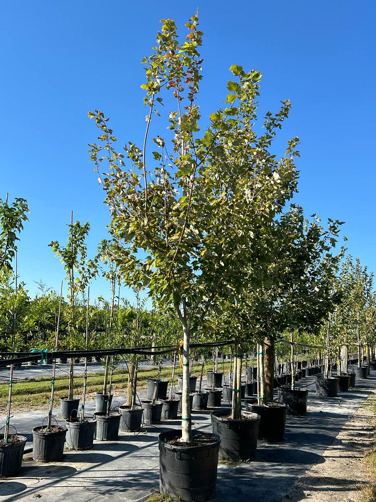 acer-rubrum-red-maple-rufacer-rubrum