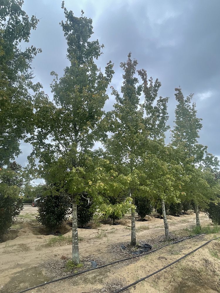 acer-rubrum-red-maple-rufacer-rubrum