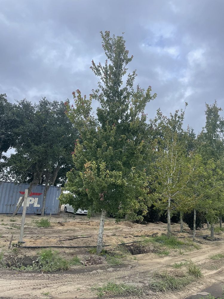 acer-rubrum-red-maple-rufacer-rubrum