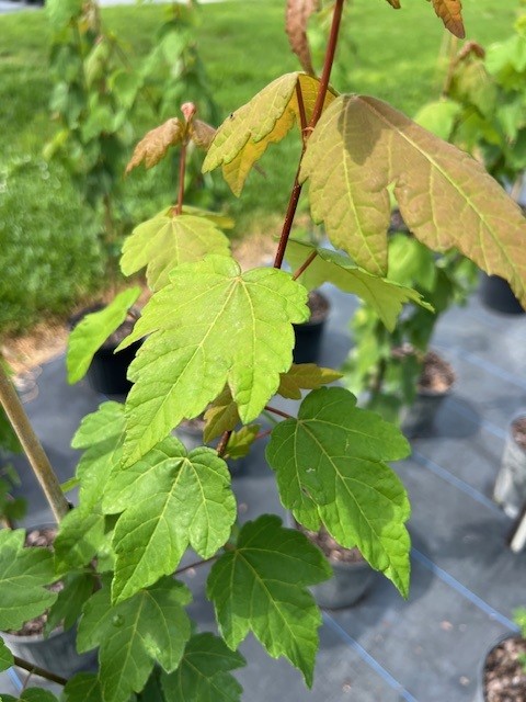 acer-rubrum-red-maple-rufacer-rubrum
