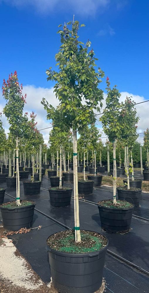 acer-rubrum-red-maple-rufacer-rubrum