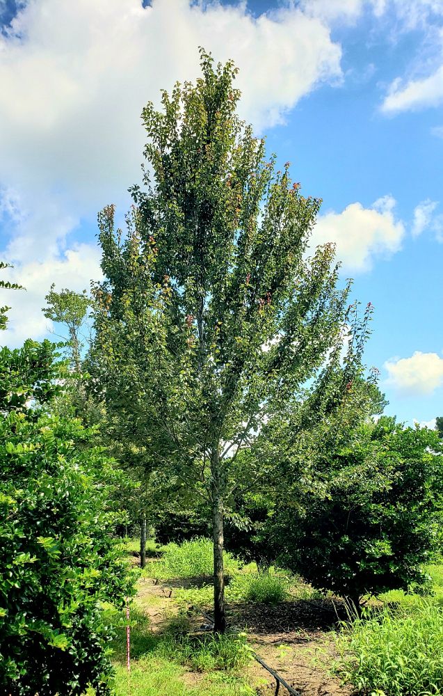 acer-rubrum-red-maple-rufacer-rubrum