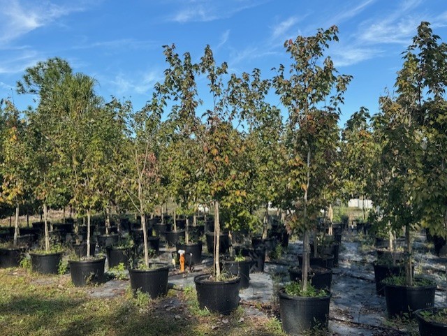 acer-rubrum-red-maple-rufacer-rubrum