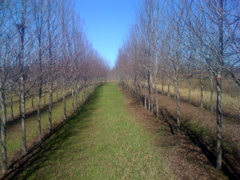acer-rubrum-sun-valley-red-maple