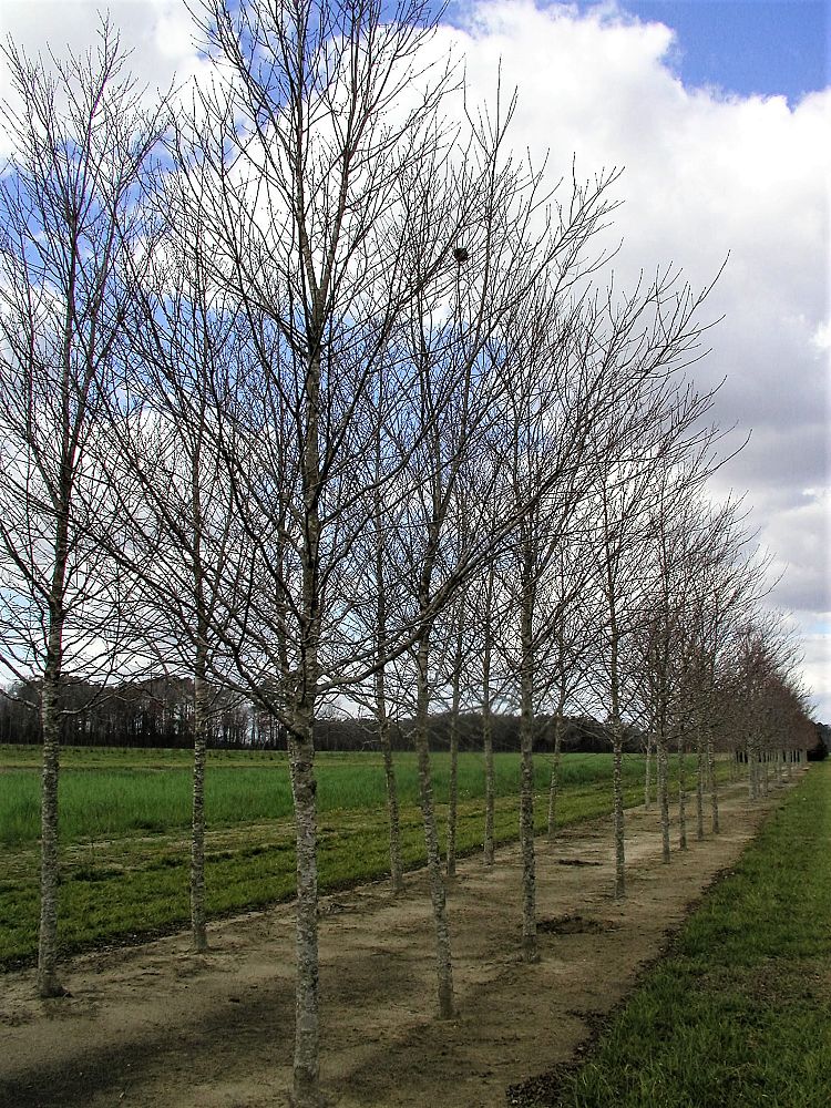 acer-rubrum-sun-valley-red-maple