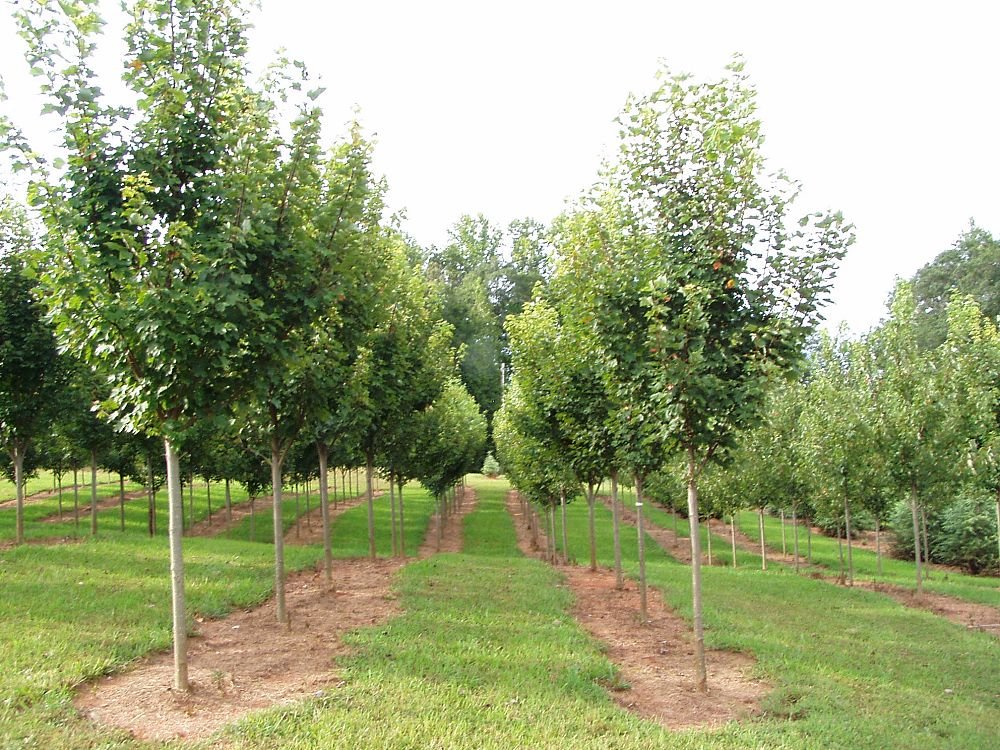 acer-rubrum-sun-valley-red-maple