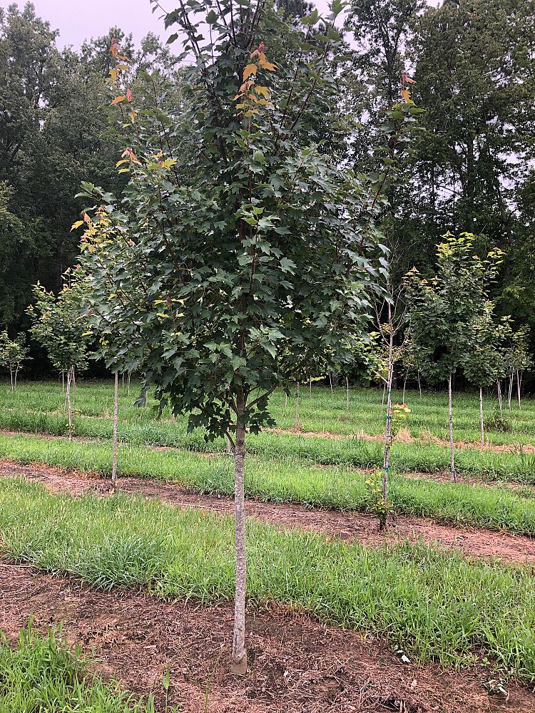 acer-rubrum-sun-valley-red-maple