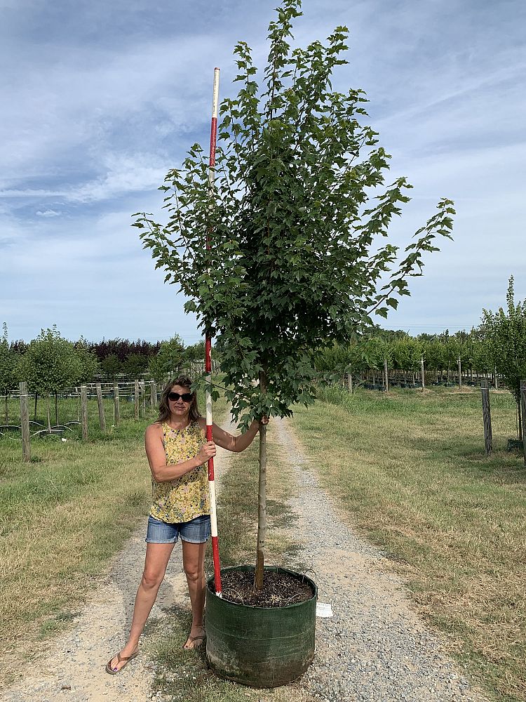 acer-rubrum-sun-valley-red-maple
