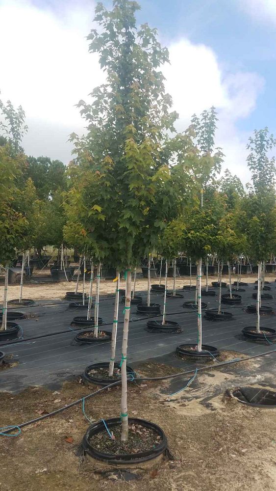 acer-rubrum-sun-valley-red-maple