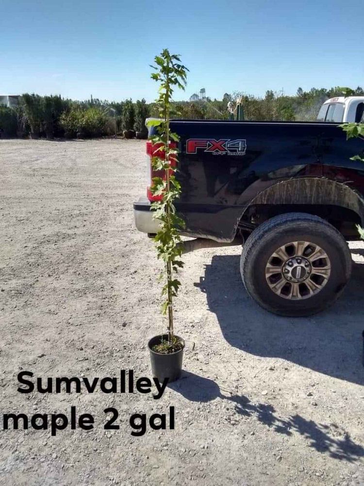 acer-rubrum-sun-valley-red-maple