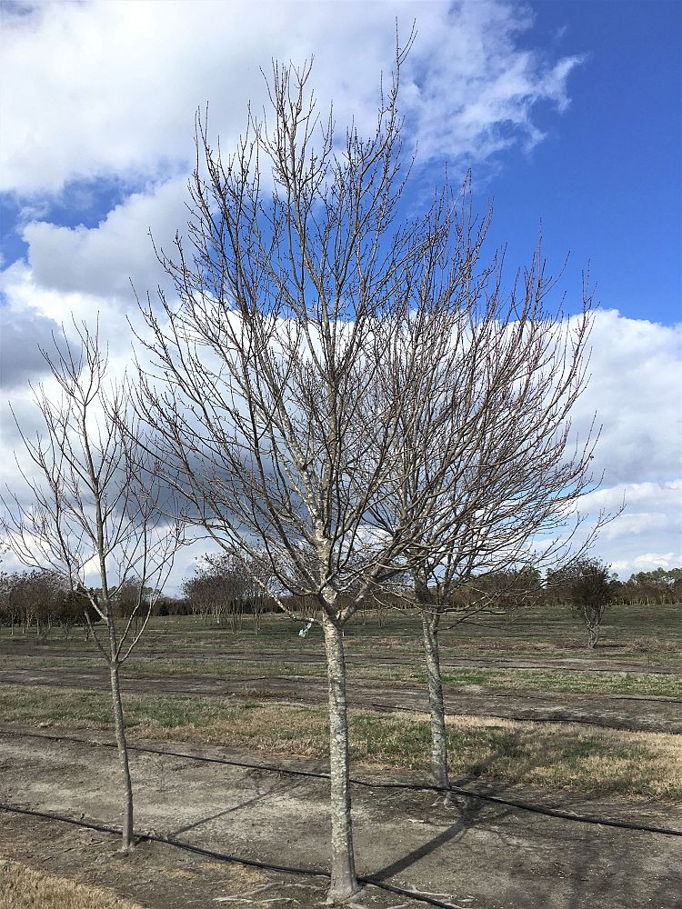 acer-rubrum-sun-valley-red-maple