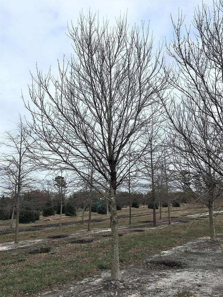 acer-rubrum-sun-valley-red-maple