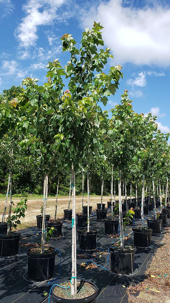 acer-rubrum-sun-valley-red-maple