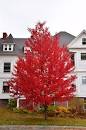 acer-rubrum-sun-valley-red-maple