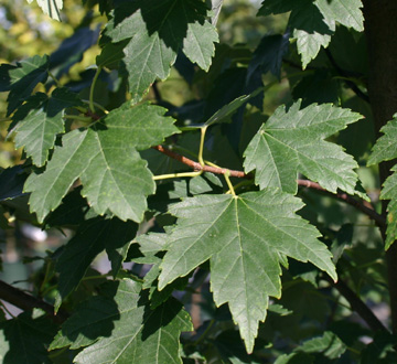 acer-rubrum-sun-valley-red-maple