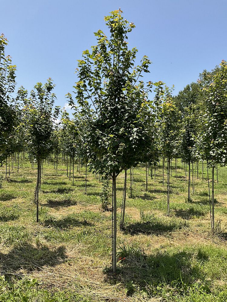acer-rubrum-sun-valley-red-maple