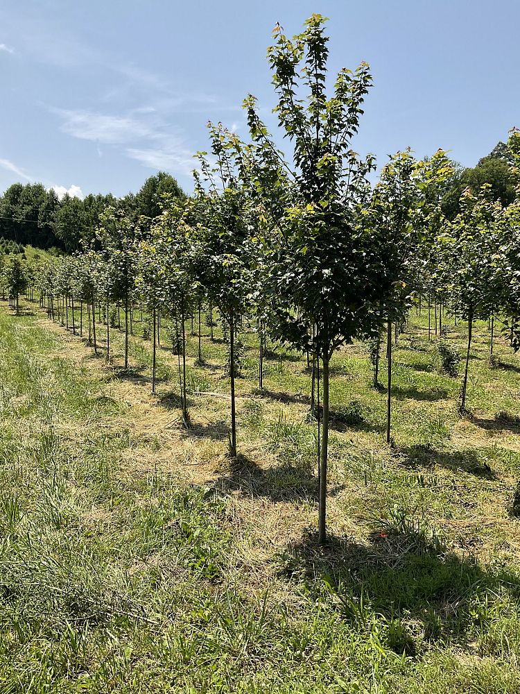 acer-rubrum-sun-valley-red-maple