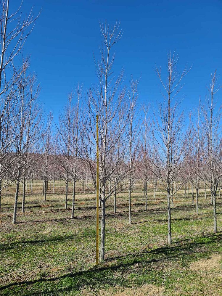 acer-rubrum-sun-valley-red-maple